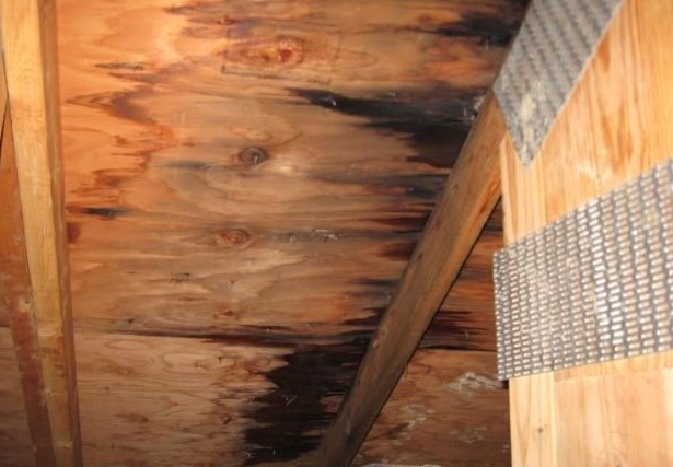attic-mold-caused-by-leaking-roof