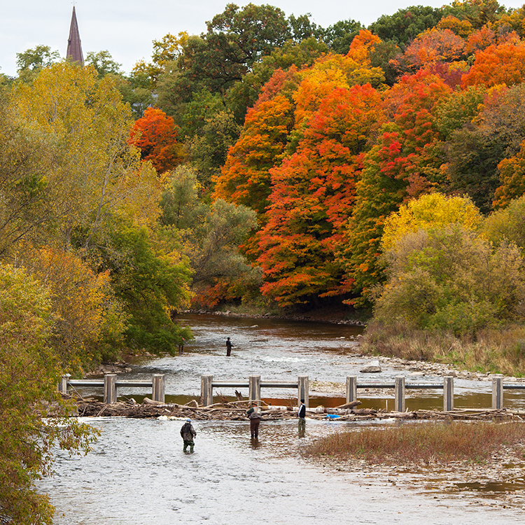 colourful-leavies-and-fishmen