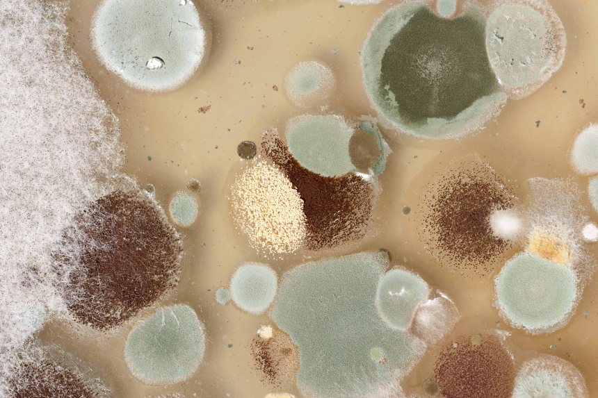 Mold-Spores_shutterstock_108833519