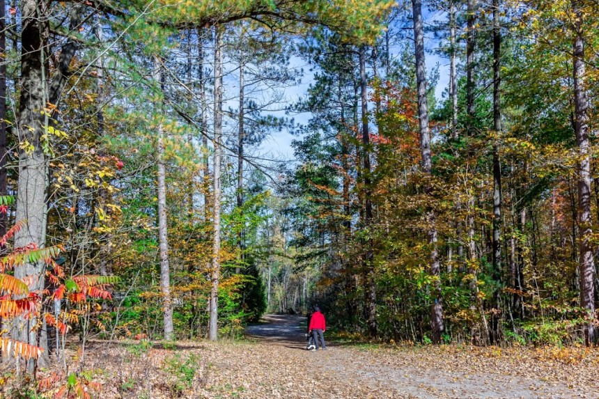 d27d3015b05ac04e355521c635469108_-ontario-york-regional-municipality-richmond-hill-jefferson-foresthtml